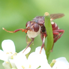 Myopa clausa