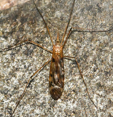 Tipula trivittata