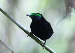Philepitta castanea