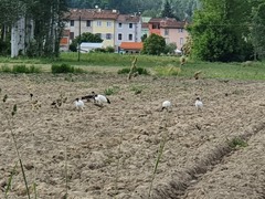 Threskiornis aethiopicus