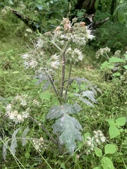 Hydrophyllum macrophyllum