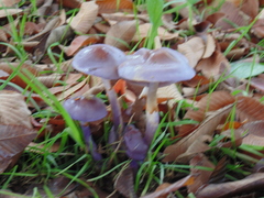 Cortinarius magellanicus