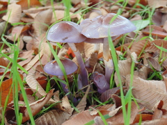 Cortinarius magellanicus