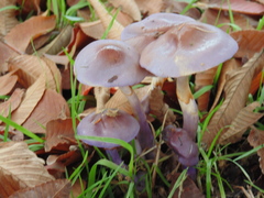 Cortinarius magellanicus