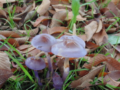 Cortinarius magellanicus