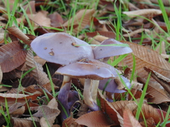 Cortinarius magellanicus