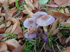 Cortinarius magellanicus