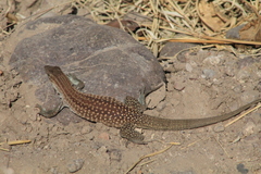 Aspidoscelis exsanguis