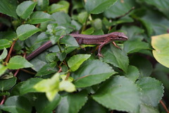 Takydromus tachydromoides