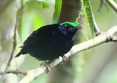 Philepitta castanea