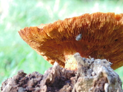 Gymnopilus junonius