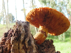 Gymnopilus junonius