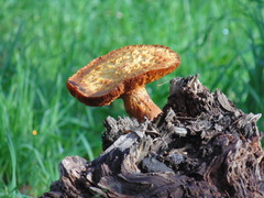 Gymnopilus junonius