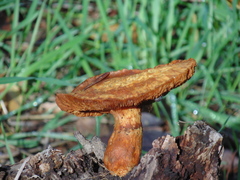 Gymnopilus junonius