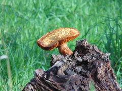 Gymnopilus junonius