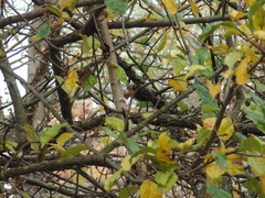 Aphrastura spinicauda