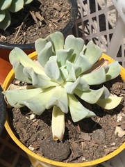 Echeveria runyonii