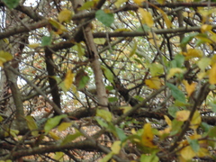 Aphrastura spinicauda