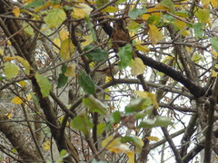 Aphrastura spinicauda