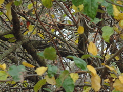 Aphrastura spinicauda