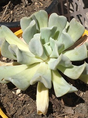 Echeveria runyonii