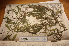 Potamogeton epihydrus