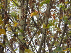 Aphrastura spinicauda