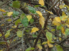 Aphrastura spinicauda