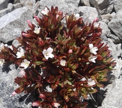 Epilobium pycnostachyum