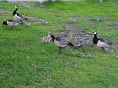 Branta leucopsis