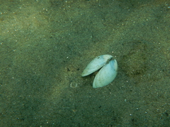 Dosinia lupinus