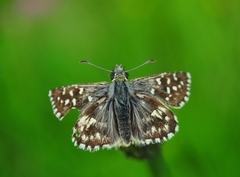 Pyrgus malvae