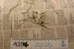 Potamogeton foliosus