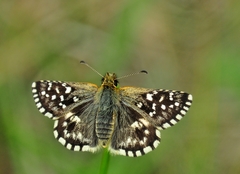 Pyrgus malvae