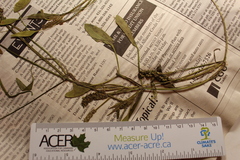 Potamogeton epihydrus