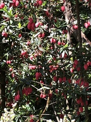 Crinodendron hookerianum