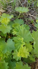 Heuchera richardsonii