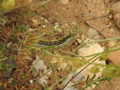 Psilogaster algeriensis