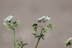 Cantharis fusca
