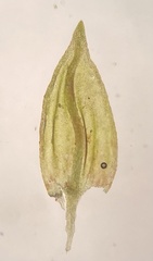 Platylomella lescurii
