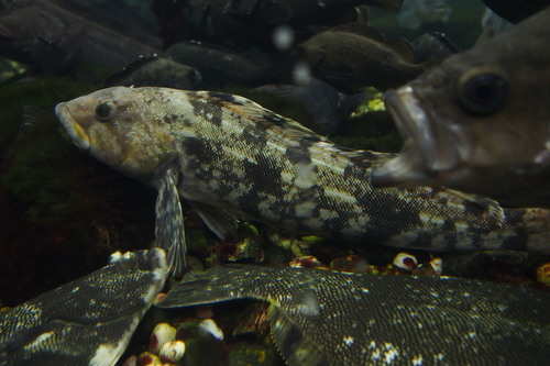 Hexagrammos otakii