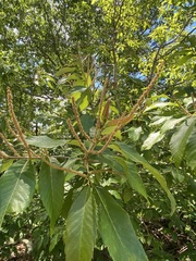 Castanea ozarkensis