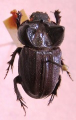 Aegidium squamatum
