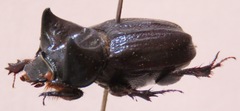 Aegidium squamatum