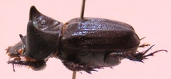 Aegidium squamatum