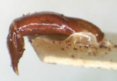 Aegidium squamatum