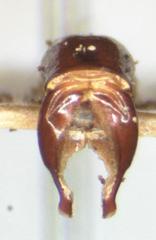 Aegidium squamatum
