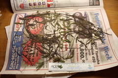 Potamogeton gramineus