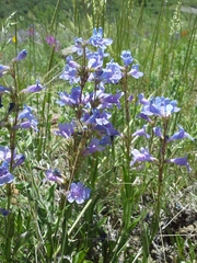 Penstemon virens