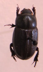 Aegidium squamatum